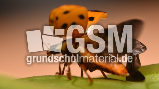 Asiatischer_Marienkäfer (9).jpg